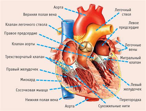 Анатомия сердца
 2024.04.27 10:30